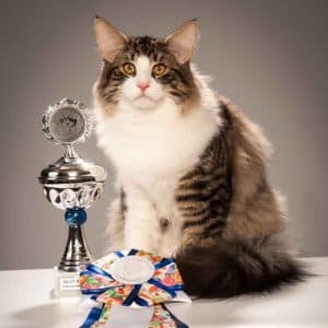 GIC DK* Europa’s Simon Emil, JW