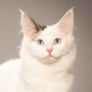 SC S*Just Catnap’s Warm Cotton, JW, DVM