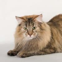 SW’10 NW SC (N)Migoto’s Johanne, JW, DSM, DVM