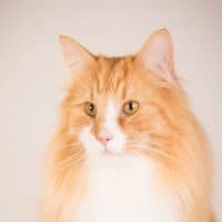 SW ‘09’10’12 NW IP SC(N)Vanity’s Dumle, JW DVM DSM DM