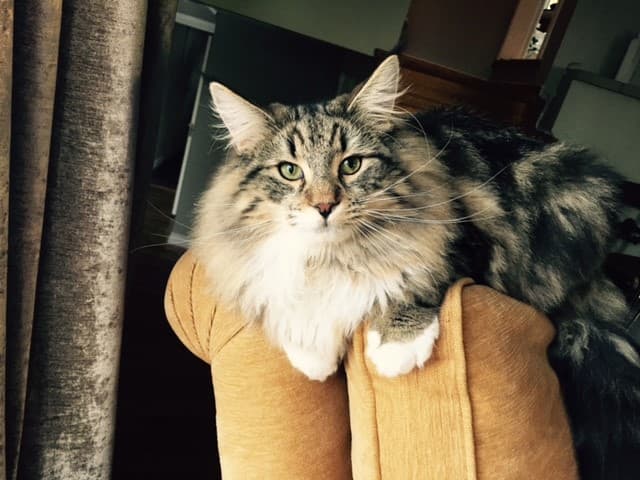 PR (N)Migoto’s Yacob picture