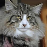 SC S*Restless Caramel Chew Chew, JW, DSM, DVM