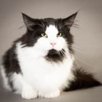 IP CH S*Zygot’s Inge Strand