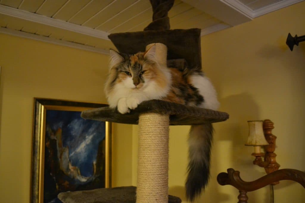 SC (N) Migoto’s Sarah, DVM picture