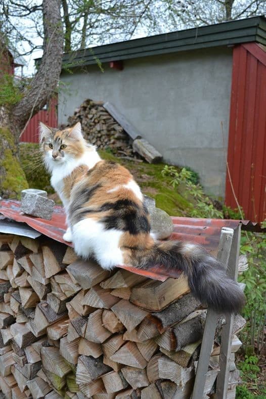 SC (N) Migoto’s Sarah, DVM picture