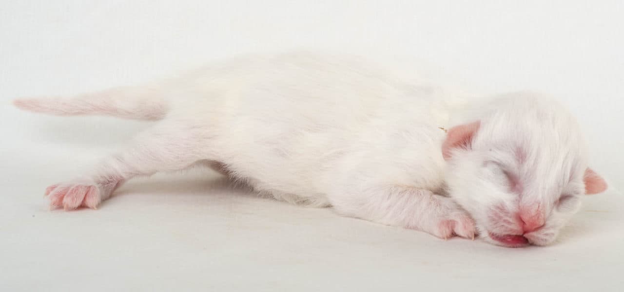 Sunset in the mountains