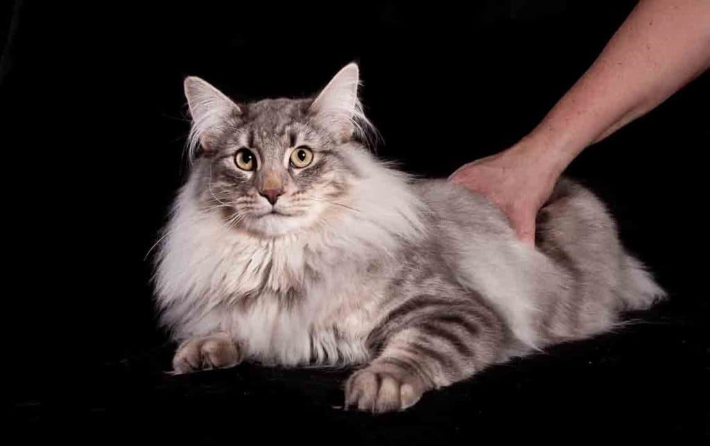 SC (N)Migoto’s Cornelius, JW picture