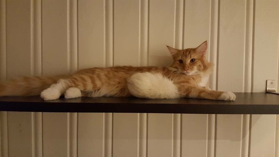 IC (N)Migoto’s Elsa (Chili) picture