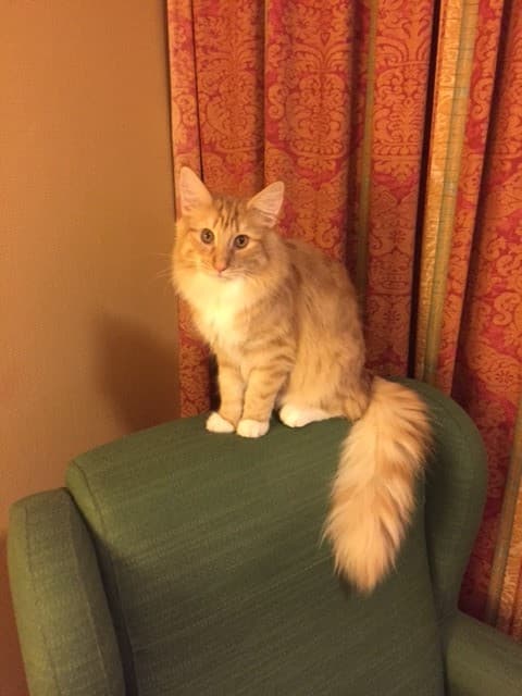 IC (N)Migoto’s Elsa (Chili) picture