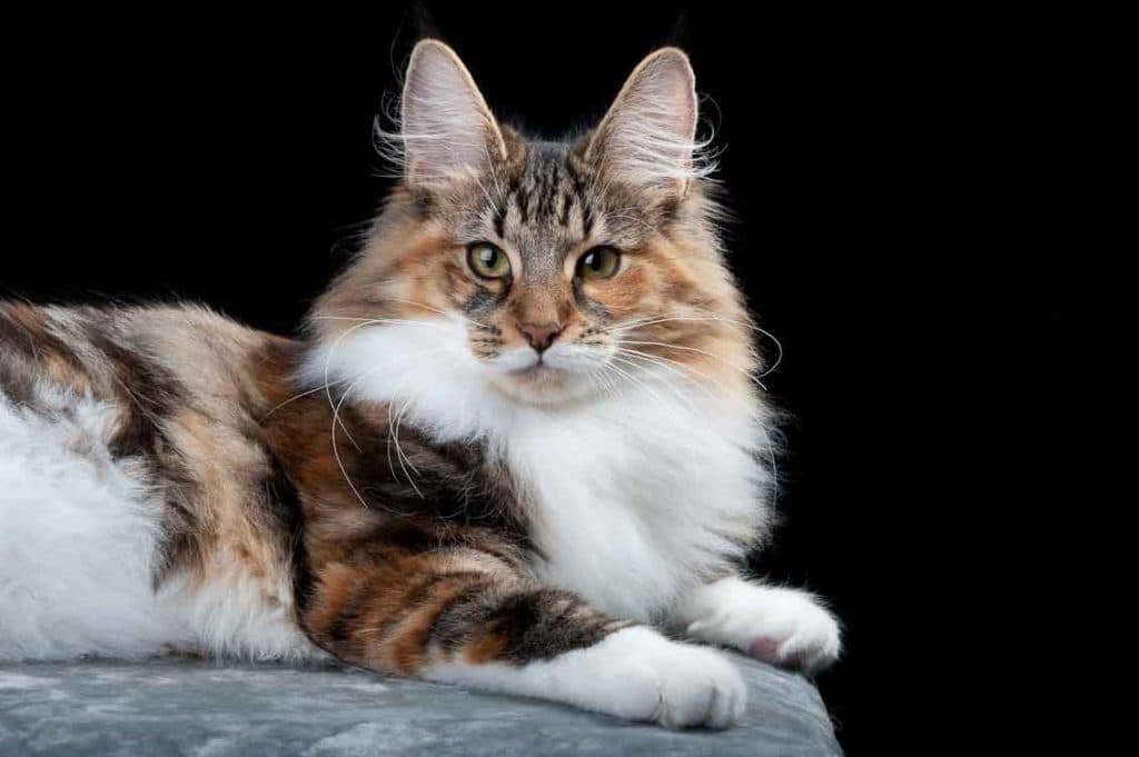 GIC (N)Migoto’s Feline picture