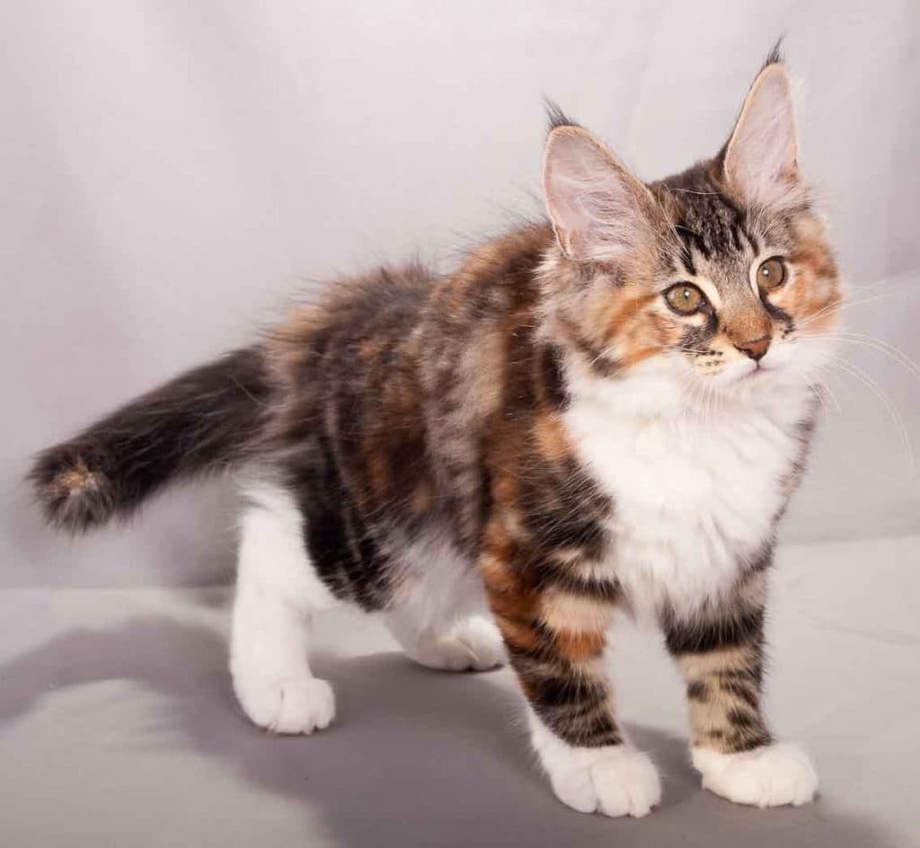 GIC (N)Migoto’s Feline picture