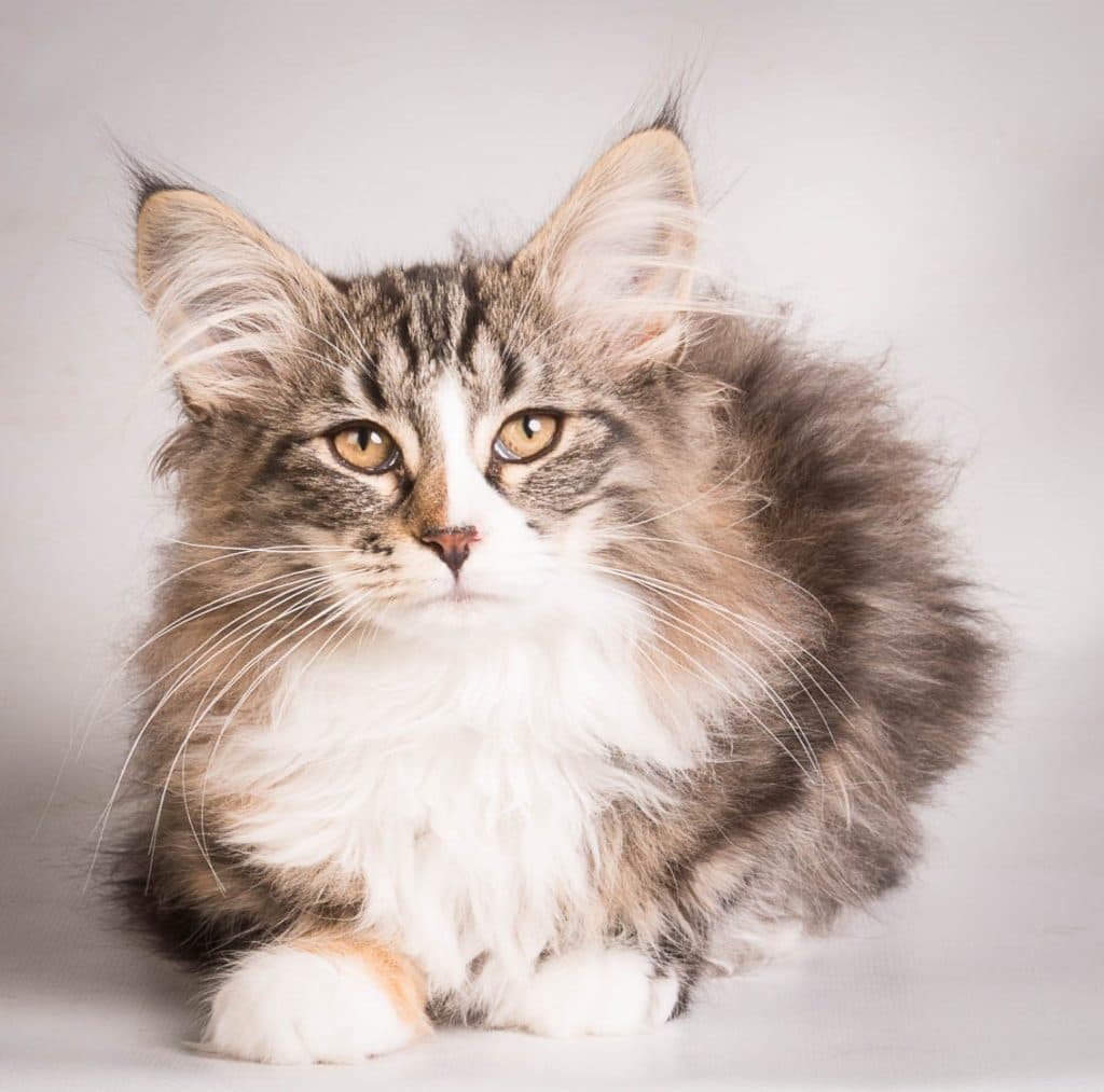 IC IT* Norr Venn’s Whichita, JW picture