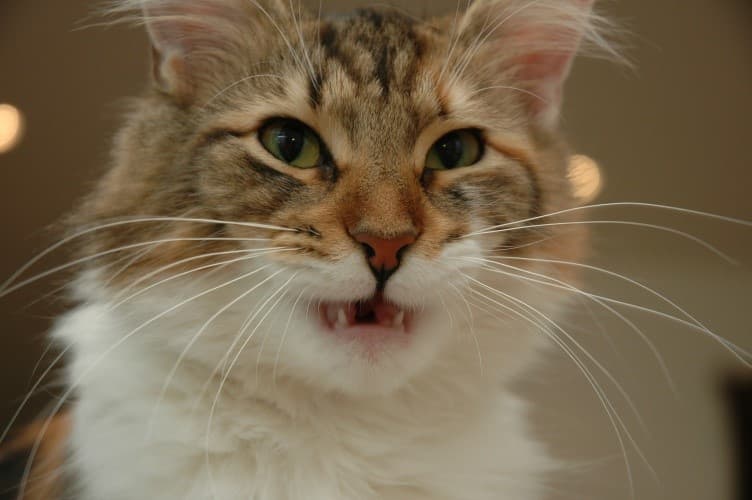 SC (N)Lindbrekka’s Steffi picture