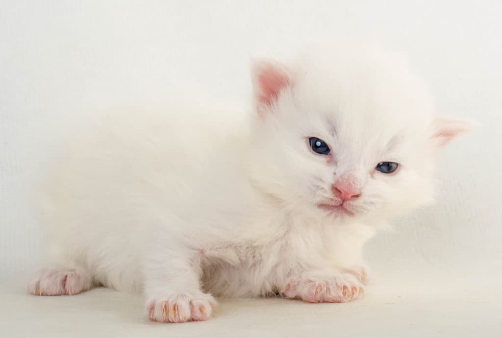 (N)Migoto's Ola, NFO w ?