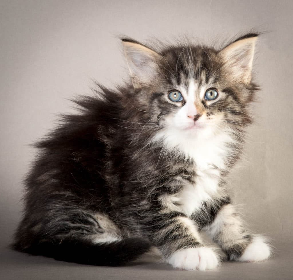 (N)Migoto's Odin, NFO n 09 22