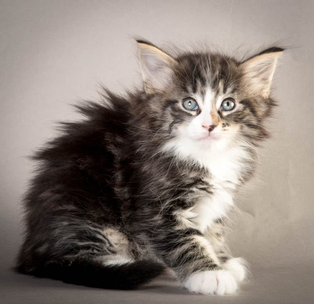 (N)Migoto's Odin, NFO n 09 22