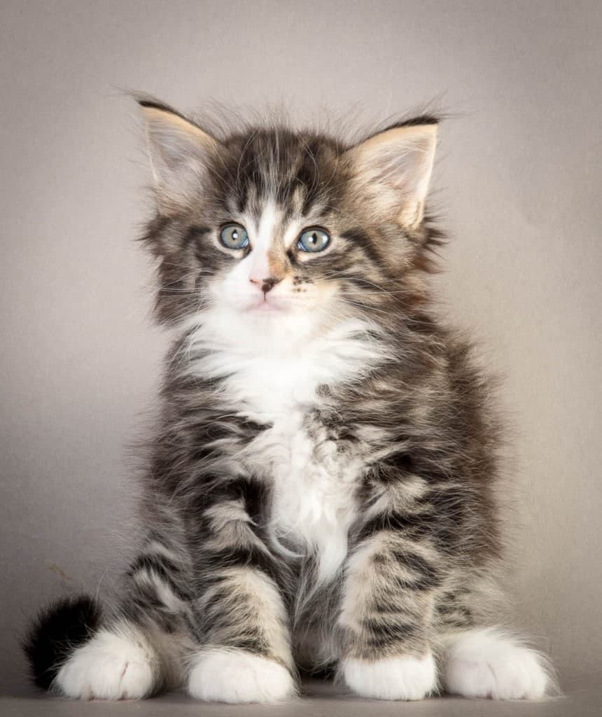 (N)Migoto's Odin, NFO n 09 22