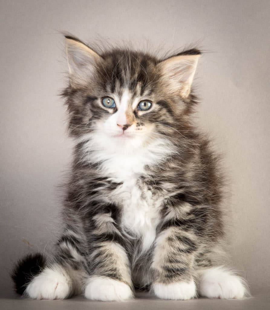 (N)Migoto's Odin, NFO n 09 22