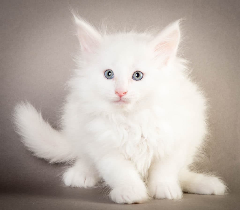 (N)Migoto's Olaf, NFO w ?