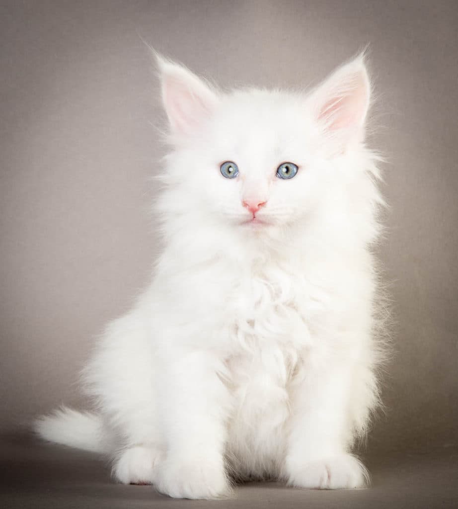 (N)Migoto's Olaf, NFO w ?