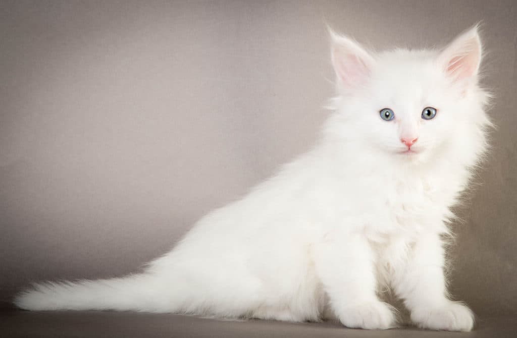 (N)Migoto's Olaf, NFO w ?