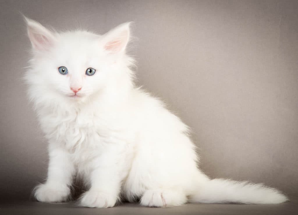 (N)Migoto's Olaf, NFO w ?