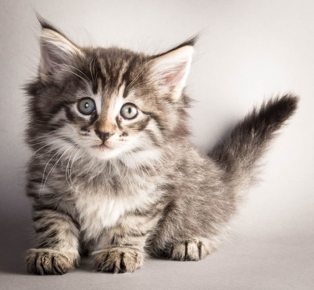 (N)Migoto's Leonard, NFO n 24