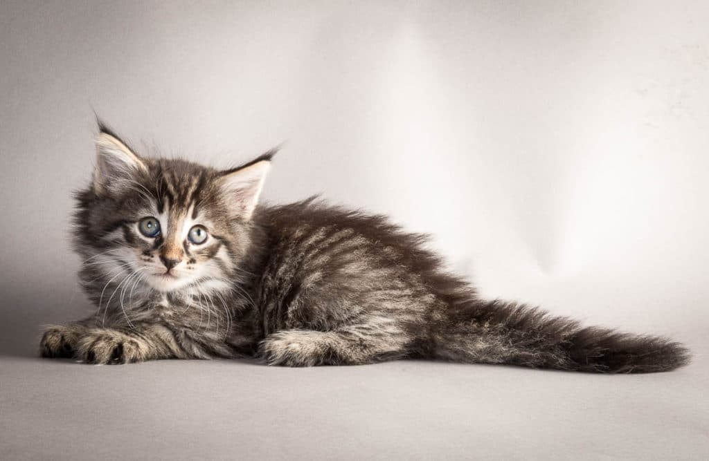 (N)Migoto's Leonard, NFO n 24