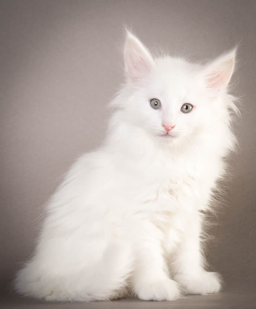 (N)Migoto's Olaf, NFO w ?