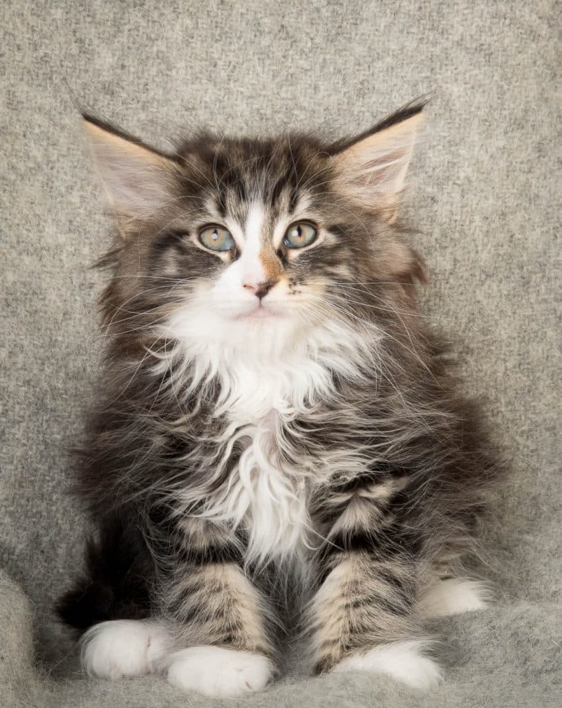 (N)Migoto's Odin, NFO n 09 22