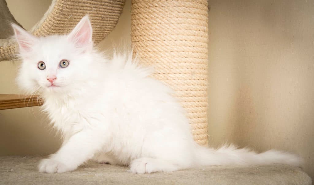 (N)Migoto's Petter, NFO w 64