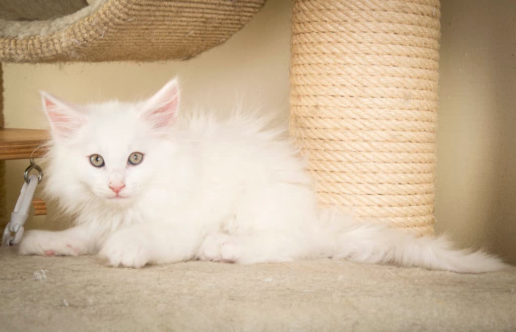 (N)Migoto's Petter, NFO w 64