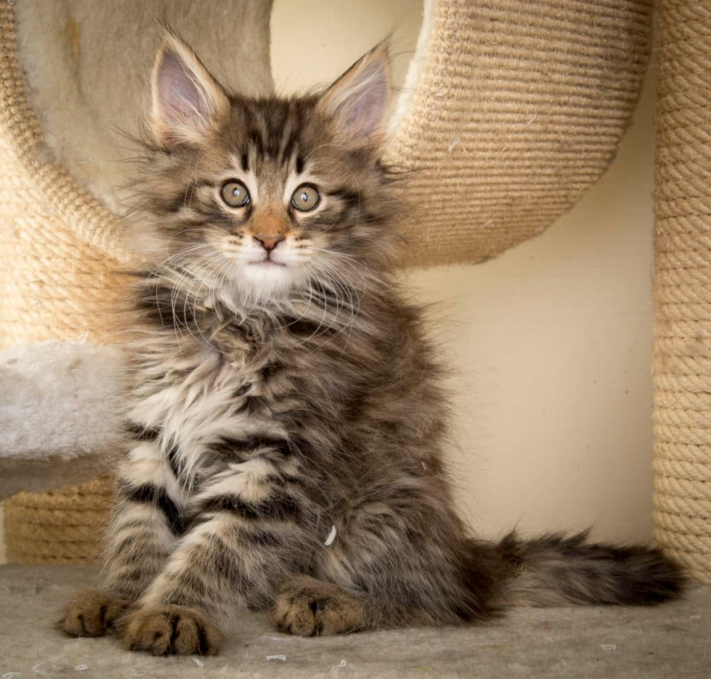 (N)Migoto's Peik, NFO n 24