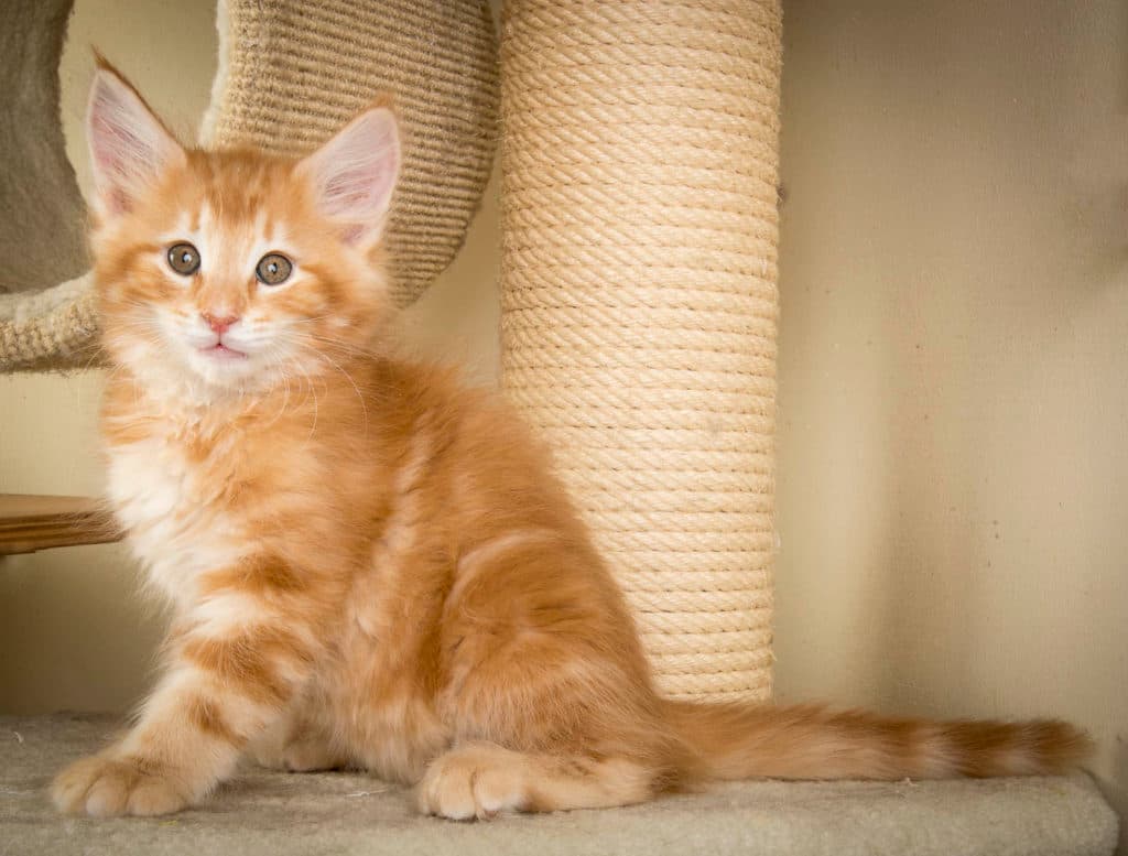 (N)Migoto's Patrick, NFO d (09) 22