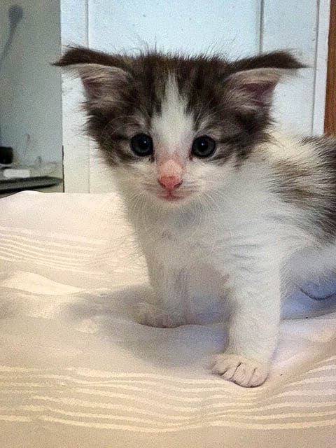 (N)Migoto's Ragnhild, NFO n(s) 02 ??