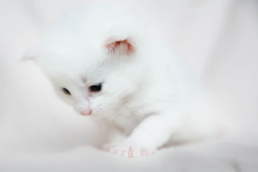 (N)Migoto's Sander, NFO w ??