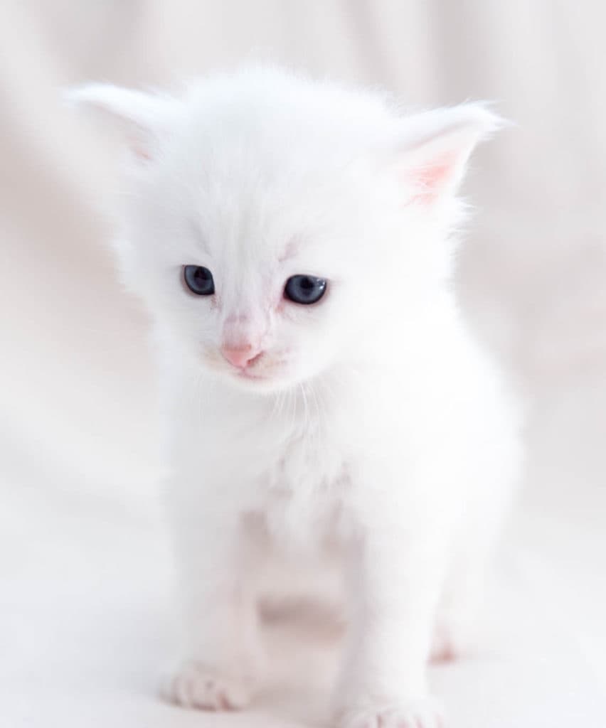 (N)Migoto's Sivert, NFO w ??