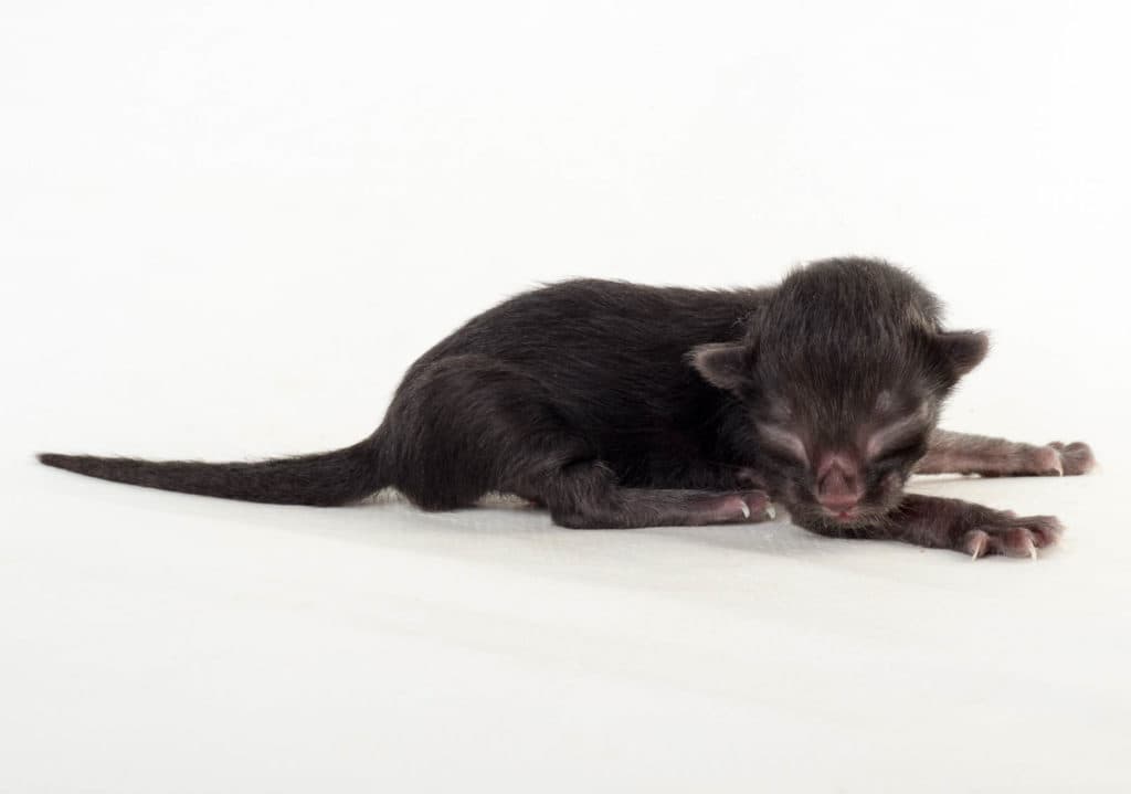 (N)Migoto's Umami, NFO n