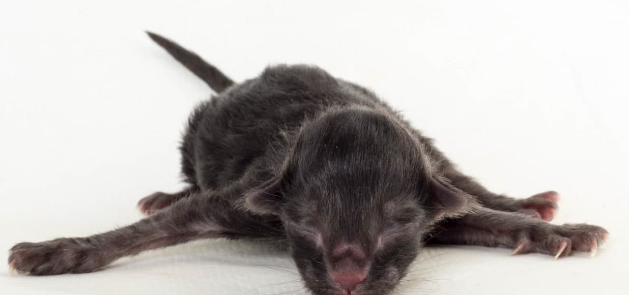 Sunset in the mountains