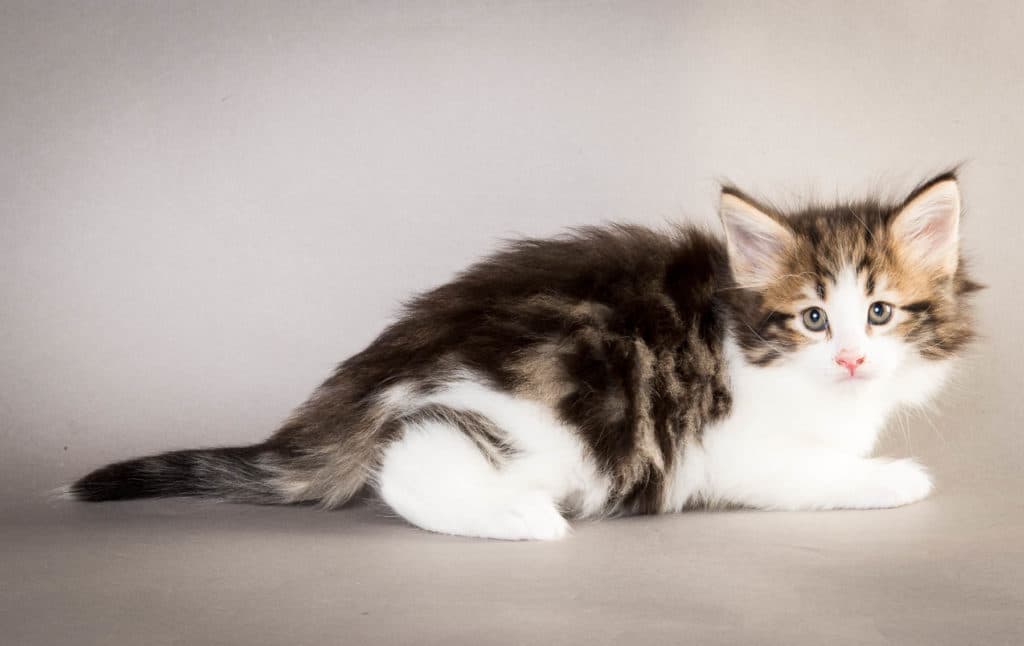 (N)Migoto's Trym, NFO n 03 22