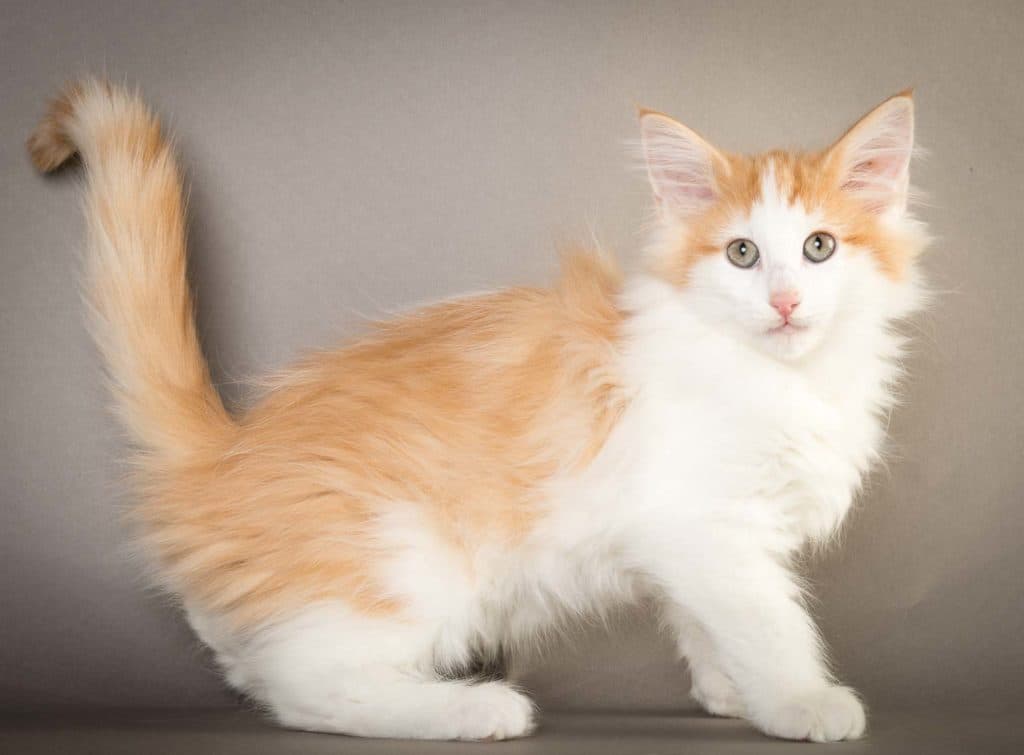 (N)Migoto's Vadim, NFO d 03 24