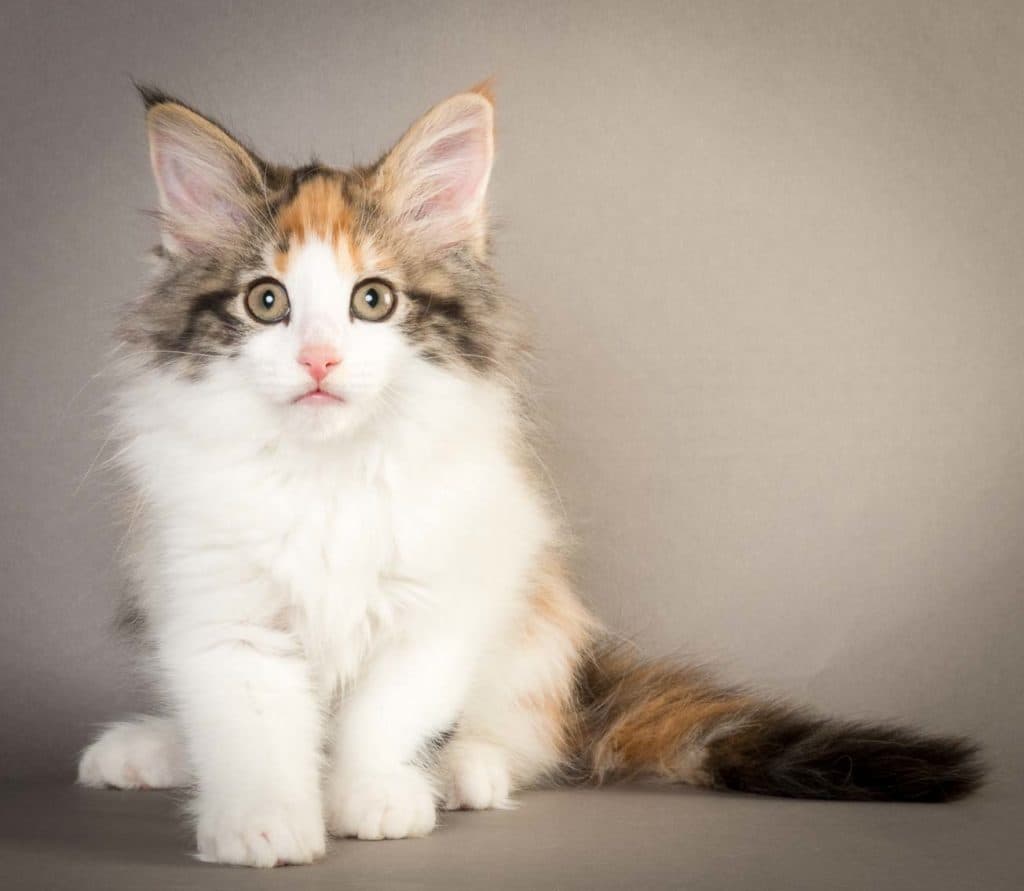 (N)Migoto's Vera, NFO f 03 ?