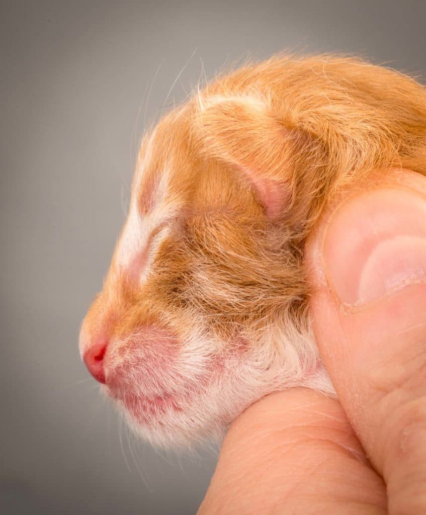 (N)Migoto's Zakharias, NFO d 09 ??