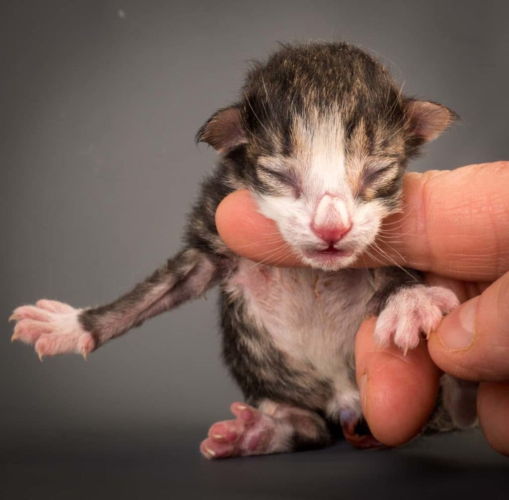 (N)Migoto's Zena, NFO n 09 24