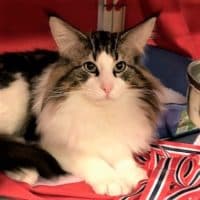 (N )Fiskerjenta’s Troll, JW