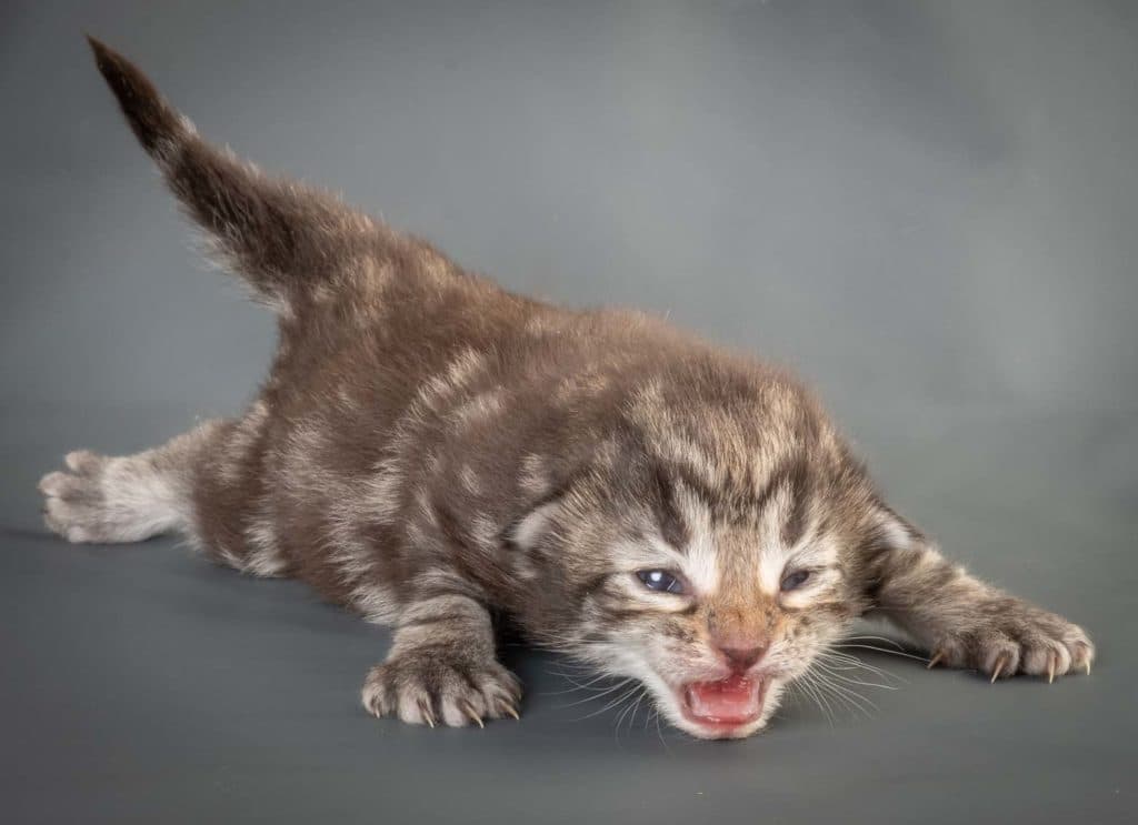 (N)Migoto's Caspian, NFO n 22