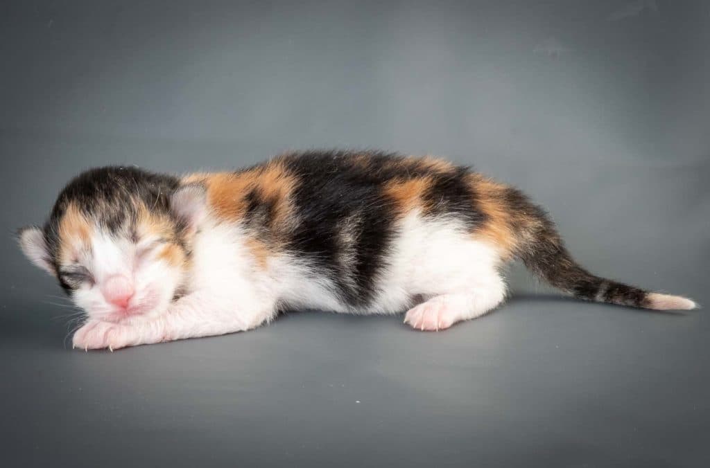 (N)Migoto's Dalina, NFO f 03 22