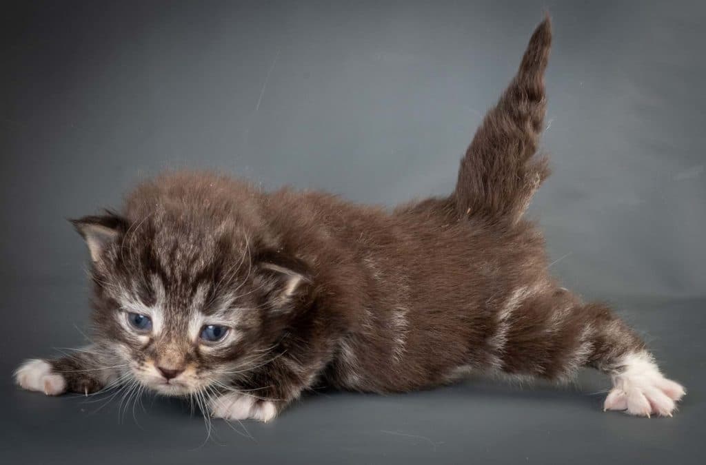 (N)Migoto's Callemann, NFO n 09 22