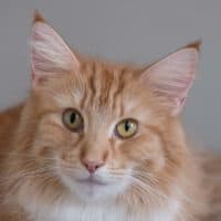 IC (N)Migoto’s Elsa (Chili)