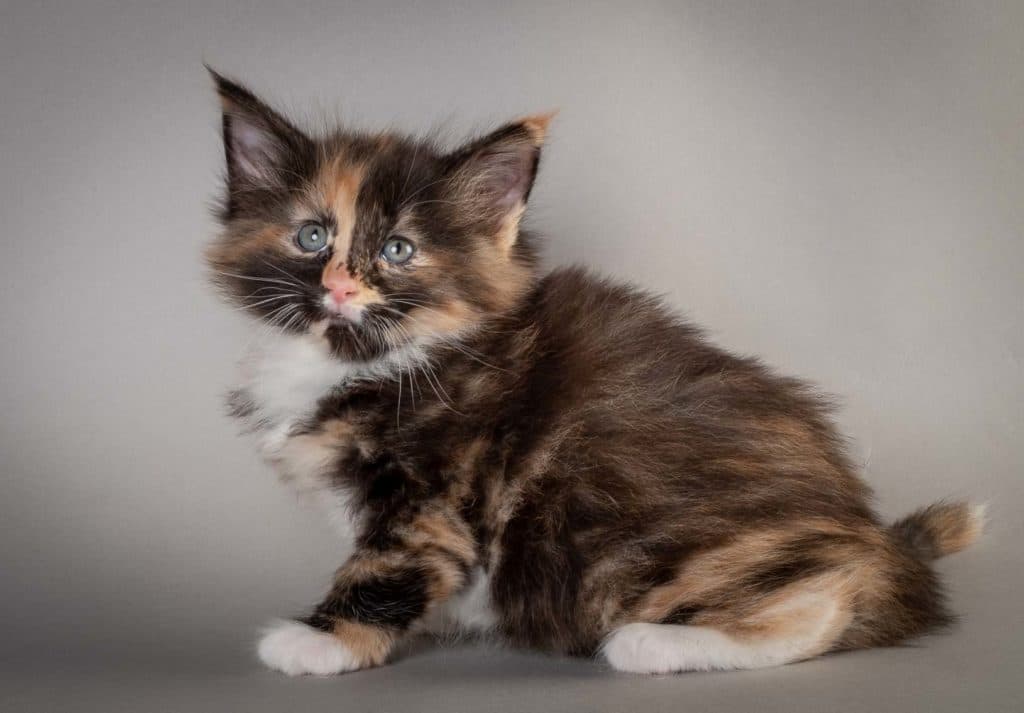 (N)Migoto's Eva, NFO f 09 ??